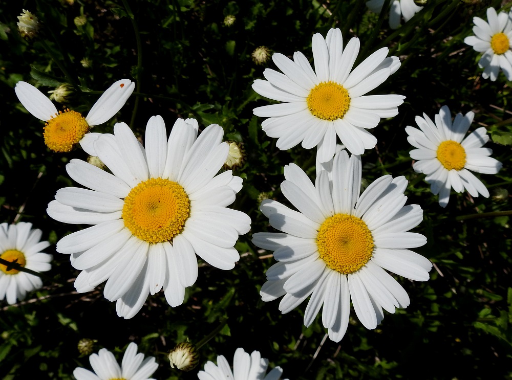 Leucanthemum vulgare - ahopäivänkakkaran kukintomykerö on kokonaisuudessaan tavallisesti noin 30-60 mm leveä. Laidan kielikukkia on yleensä noin 20-35. Joskus joukossa on myös mykeröitä, jotka ovat "jääneet kielikukkien jaossa vain muutamalla lehdellä soittelemaan". EH, Hämeenlinna, Kantola, tapahtumapuiston laitakukkulan alarinne lähellä venesatamaa, 15.6.2020. Copyright Hannu Kämäräinen.