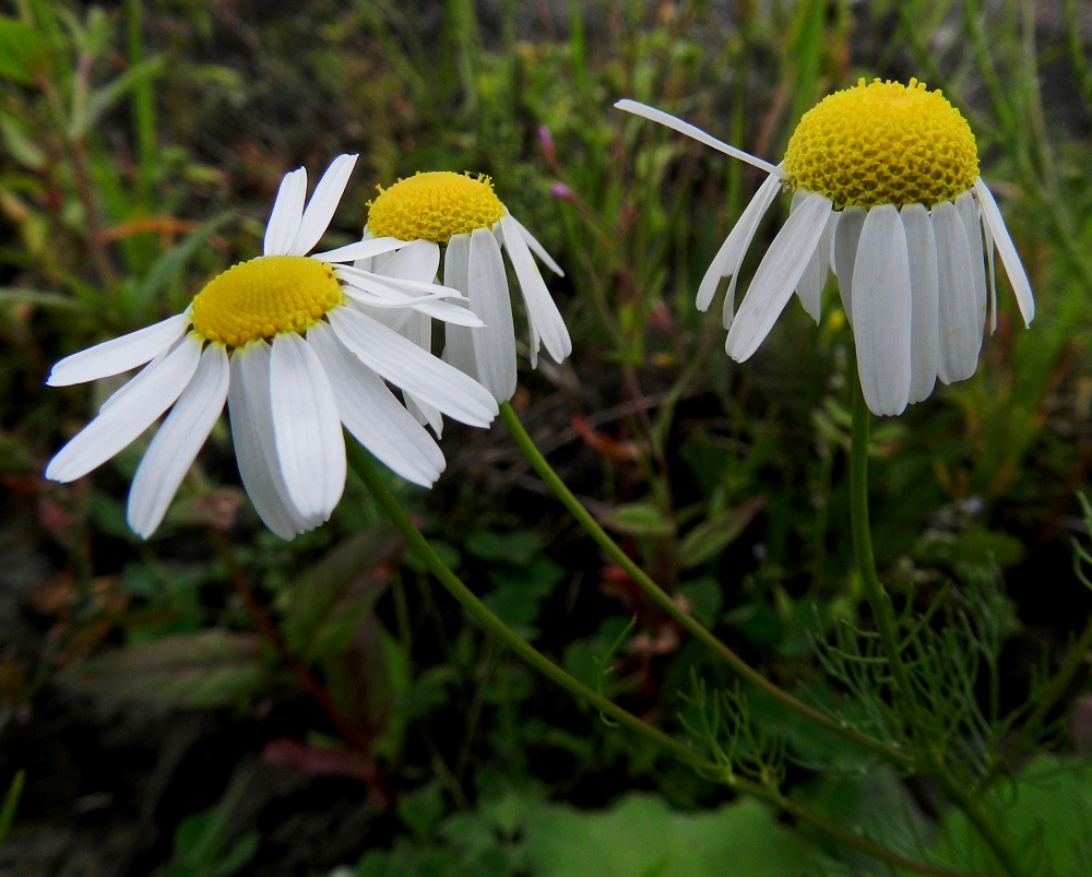 Tripleurospermum inodorum - peltosaunion pelkkien kehräkukkien muodostama, keltainen mykerö on tavallisesti noin 8-13 mm leveä. Mykeröpohjus on kupera tai kekomainen ja täyteinen. Varsinkin kukinnan loppuvaiheessa laitakukkien kielimäinen kärkiosa vaipuu usein riippuvaksi. EH, Hämeenlinna, Majalahti, Louhoksentien varren maanläjitysalue, 9.8.2011. Copyright Hannu Kämäräinen.