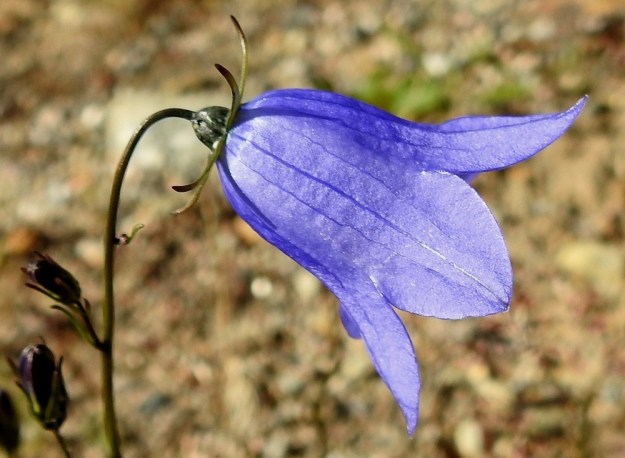 Campanula rotundifolia subsp. groenlandica - tunturikissankellon teriö on yleensä vaaleansininen, leveän pyöreätyvinen ja kellomainen sekä Suomen kissankelloroduista keskimäärin kookkain. Se on liuskat suorana tavallisesti noin 18-30 mm pitkä ja liuskojen siirottaessa ulospäin suunnilleen saman levyinen. EnL, Enontekiö, Kilpisjärvi, Saanan lounaispuolinen alarinne lähellä retkeilykeskusta, 495 m mpy, 10.7.2018. Copyright Hannu Kämäräinen.