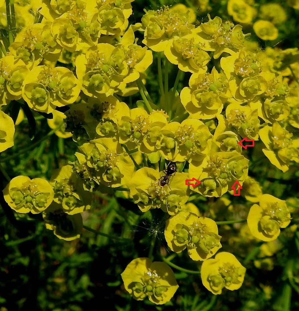 Euphorbia cyparissias - tarhatyräkin uloimmat osakukinnot muodostavat tyräkeille tyypillisen valekukan (cyathium), jossa alimpana on maljamainen, kellanvihreä tai keltainen suojus, joka on läpimitaltaan noin 2-2,5 mm (punaiset nuolet). U, Helsinki, Kaarela, Håkansberg, aikoinaan linnoitettu kalliomäki, Runonlaulajantieltä nouseva kalliorinne, 19.5.2019. Copyright Hannu Kämäräinen.