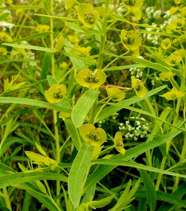 Euphorbia esula - kenttätyräkin varsipäätteisen kerrannaissarjan alapuolella, varren yläosan lehtihangoissa on useita yksittäisiä, pitkäperäisiä osakukintoja. EH, Hämeenlinnan, Ahvenisto Ahvenistontien varren viljelemätön peltoalue keskussairaalan kohdalla, 29.6.2020. Copyright Hannu Kämäräinen.