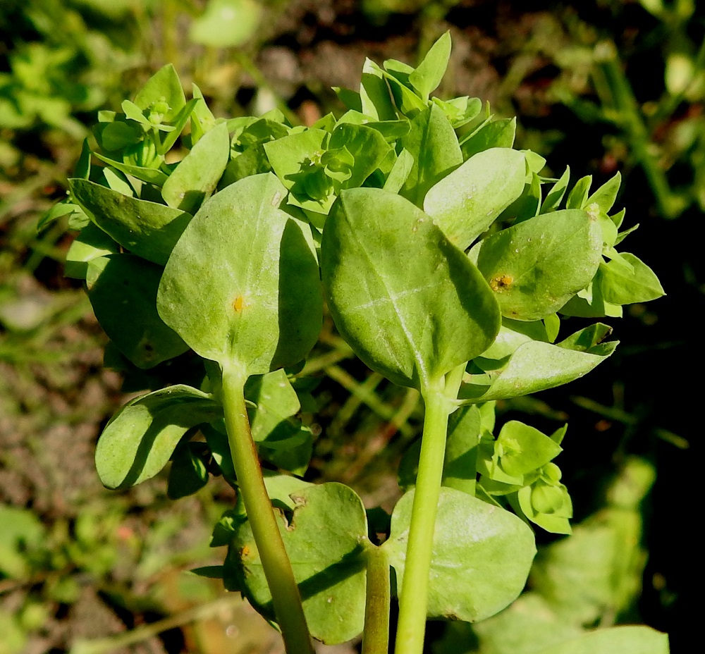 Euphorbia peplus - kolmisädetyräkin kerrannaishaarojen tukilehdet ovat vastakkain. Ne ovat useimmiten puikeat tai pyöristyneen kolmiomaiset ja vihreät. Ruoti on yleensä enintään 1 mm pitkä. Lapa on tavallisesti noin 5-15 mm pitkä ja leveimmältä kohtaa noin 5-10 mm leveä. 21.7.2022. Copyright Hannu Kämäräinen.