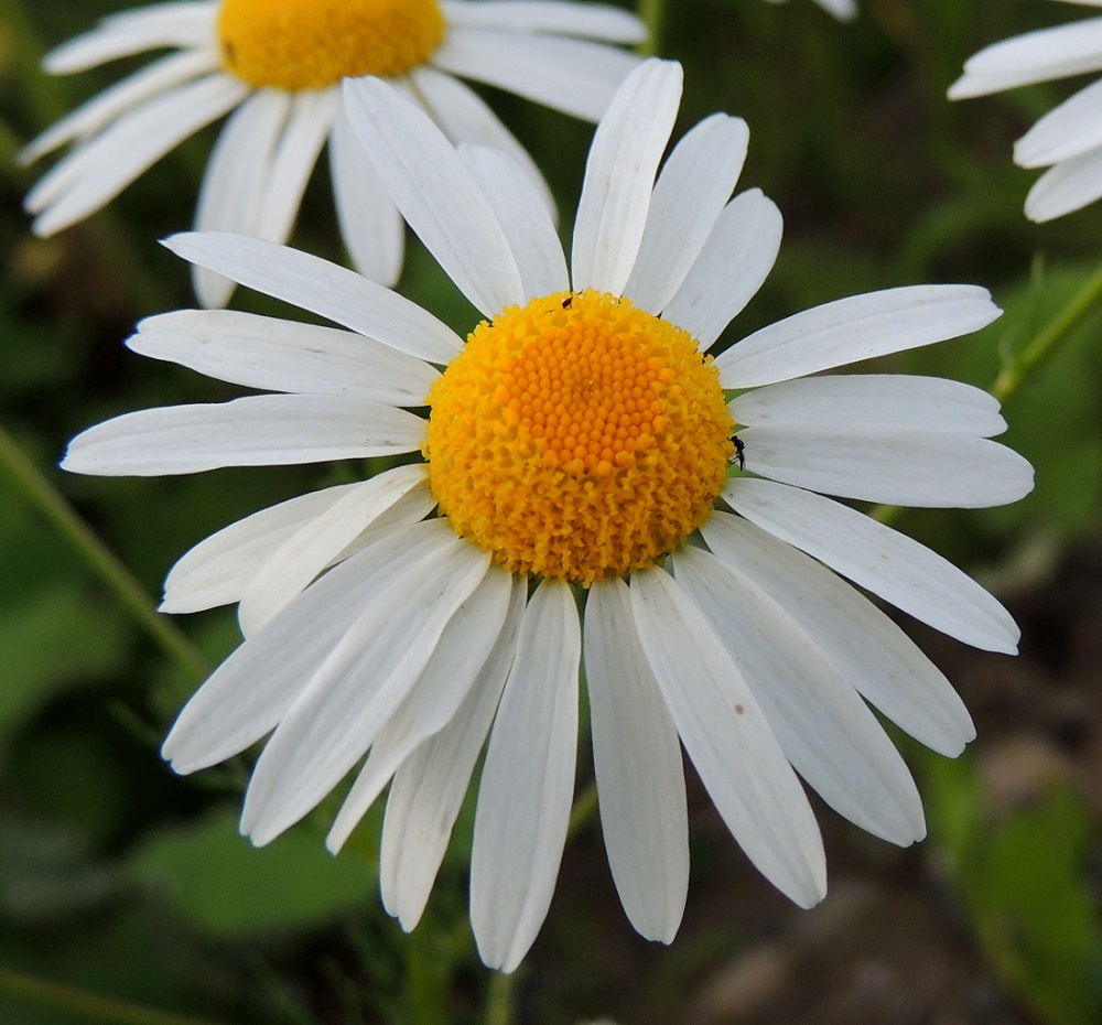 Tripleurospermum inodorum - peltosaunion mykerön laiteella on tavallisesti noin 15-25 kielikukkaa, jotka ovat yksineuvoisia emikukkia. Niiden terälehtimäinen kärkiosa on tasasoukan suikea ja yleensä noin 8-15 mm pitkä sekä noin 2-4 mm leveä ja kärjestään pienihampainen. Keskustan kehräkukkien kukinta etenee laidoilta keskustaa kohti. EH, Hämeenlinna, Vuorentaka, laaja peltoaukea Hämeen Härkätien varressa, lähellä Perä-Tertin tien risteystä, 26.6.2013. Copyright Hannu Kämäräinen.