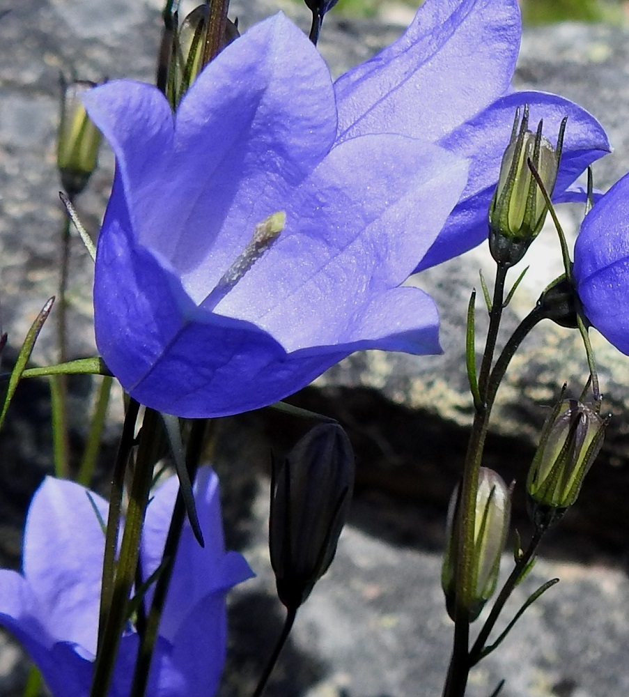 Campanula rotundifolia subsp. groenlandica - tunturikissankellon teriössä on viisi kärkiliuskaa. Ne ovat pyöristyneen tai suorasivuisen kolmiomaiset, teräväkärkiset ja suorana yleensä noin 7-12 mm pitkät sekä pituutensa levyiset tai pituuttaan leveämmät. Liuskojen muoto jossain määrin vaihtelee, kuten oheisesta ja seuraavista kuvista ilmenee. Emin vartalo on sininen ja yläosastaan karvainen sekä nystyinen. EnL, Enontekiö, Luspa, Järämävuopio, Järämän sodanaikaisten, saksalaisten asemien lähialue, 355 m mpy, 11.7.2018. Copyright Hannu Kämäräinen.