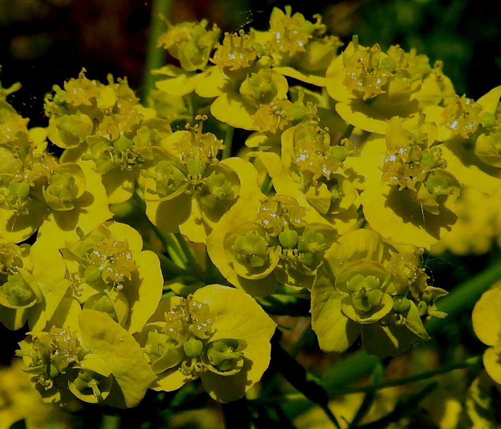 Euphorbia cyparissias - tarhatyräkin valekukan laidoilla on neljä puolipyöreää, lyhyesti kaksisarvista ja kellanvihreää tai keltaista mesiäislevyä, jotka ovat sarvienvälisessä suunnassa noin 1,5-2 mm pitkät. Kukat ovat kehättömät eli teriötä tai verhiötä ei ole. Yksiheteisiä hedekukkia on useita ja ne ovat täydessä mitassaan noin 2-3 mm pitkiä. Hedekukkien keskellä on yksi emikukka, jonka perä on kukintavaiheessa noin 1,5-2,5 mm pitkä ja pian sivulle taipunut. Perän kärjessä oleva sikiäin on pallomainen, pian vihertyvä ja läpimitaltaan noin 1-1,5 mm. Sikiäimen kärjessä oleva emin vartalo on kolmeluottinen ja kukin luotti on kaksihaarainen. Emi luotteineen on noin 1-1,5 mm pitkä. U, Helsinki, Kaarela, Håkansberg, aikoinaan linnoitettu kalliomäki, Runonlaulajantieltä nouseva kalliorinne, 19.5.2019. Copyright Hannu Kämäräinen.