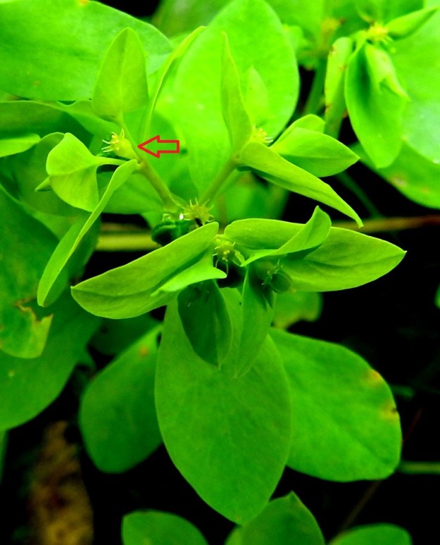 Euphorbia peplus - kolmisädetyräkin kukinnon päähaarat jakautuvat kärkiosastaan kahteen haaraan ja ne edelleen toistuvasti kahteen haaraan. Kerrannaissarjan kulloinkin uloimmat osakukinnot muodostavat tyräkeille tyypillisen valekukan, jossa alimpana on pikarimainen, vihreä tai kellanvihreä suojus, joka on läpimitaltaan noin 1-1,5 mm (nuoli). Kukat ovat kehättömät eli teriötä tai verhiötä ei ole. Suojusmaljan pohjalta nousee joukko yksiheteisiä hedekukkia. Niiden keskellä on yksi emikukka, jonka sikiäin on pallomainen ja vihreä. Sikiäin alkaa hyvin nopeasti kehittyä kodaksi. Sikiäimen kärjessä oleva emin vartalo on lyhyt ja kolmiluottinen. 21.7.2022. Copyright Hannu Kämäräinen.