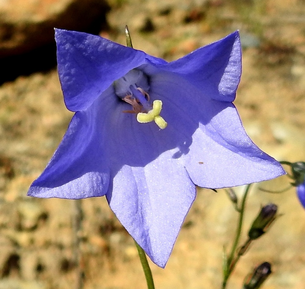 Campanula rotundifolia subsp. groenlandica - tunturikissankellon kukassa on viisi hedettä. Ne ovat noin 6-10 mm pitkät. Emi on yksivartaloinen ja kolmiluottinen. Luotit ovat keltaiset, alaspäin kaartuvat tai kiertyvät ja suorana noin 2,5-3 mm pitkät. Vartalo kaareutuvine luotteineen on noin 15-20 mm pitkä ja teriötä lyhyempi. EnL, Enontekiö, Kilpisjärvi, Saanan lounaispuolinen alarinne lähellä retkeilykeskusta, 495 m mpy, 10.7.2018. Copyright Hannu Kämäräinen.