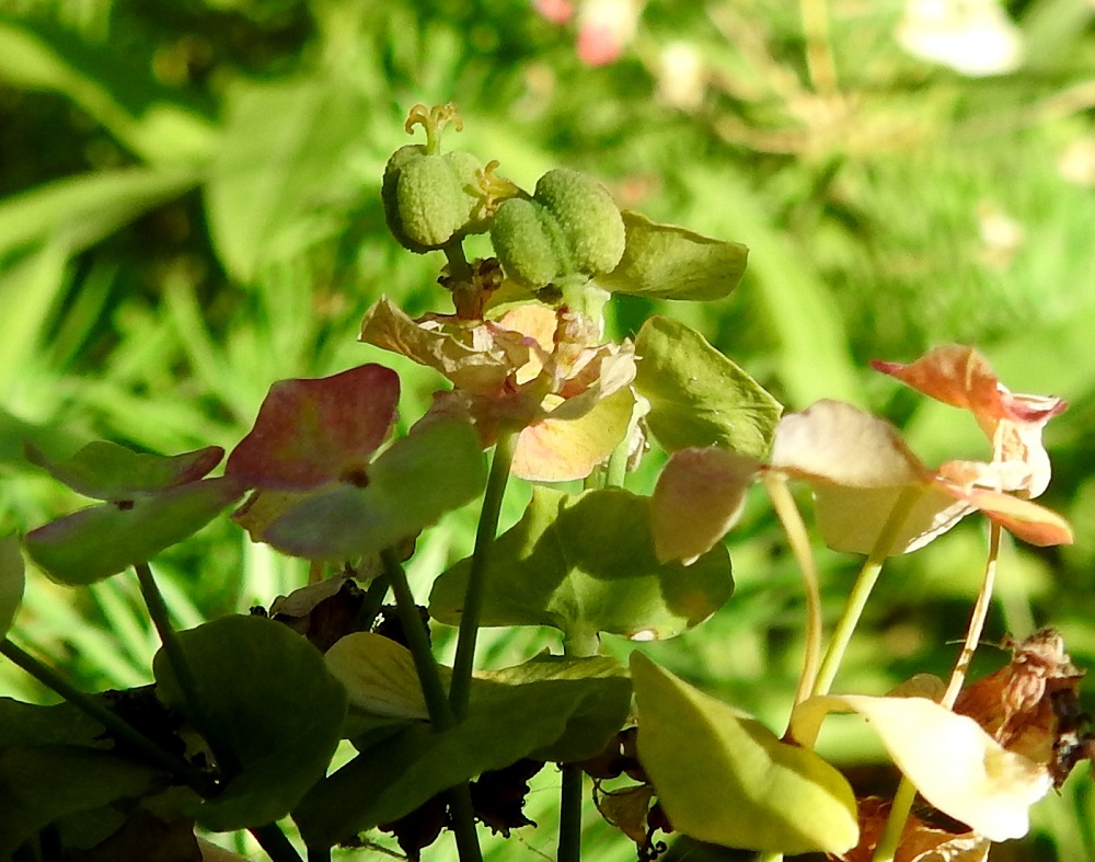 Euphorbia cyparissias - tarhatyräkin hedelmä on sikiäimestä paisuva, syvien uurteiden kolmeen lohkoon jakama kota, joka on lähes pallomainen, vihreä tai kellanvihreä ja pinnaltaan pieninystermäinen. Kota on tavallisesti noin 3 mm pitkä ja noin 3,5 mm leveä. Emin vartalo ja luotit säilyvät sen kärjessä hajoamiseen asti. U, Helsinki, Kaarela, Håkansberg, aikoinaan linnoitettu kalliomäki, Runonlaulajantieltä nouseva kalliorinne, 1.7.2019. Copyright Hannu Kämäräinen.