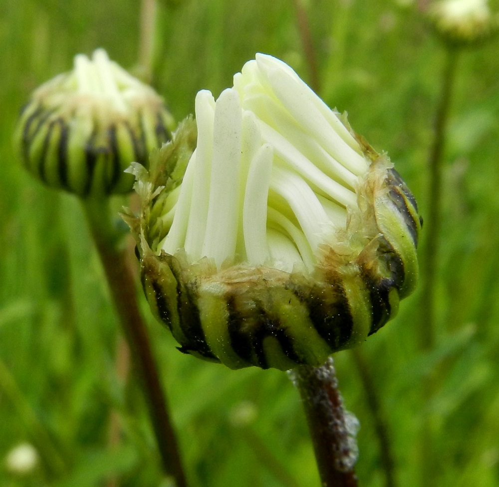 Leucanthemum vulgare - päivänkakkaran mykerön alimman tai uloimman kerroksen muodostavat pienet, kapeat ylälehdet eli kehtosuomut, jotka nuppuvaiheessa ovat suojuksena eli kehtona varsinaisen kukinnon ympärillä. Sisemmät suomut ovat päästään leveästi kalvoreunaiset. EH, Hämeenlinna, Pullerinmäki, Tiiriö, Pitkätanhuankadun laitaojan piennar, 16.6.2012. Copyright Hannu Kämäräinen.