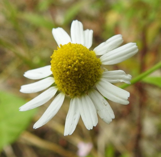 Matricaria chamomilla - kamomillasaunion keltaisia kehräkukkia on satoja. Ne ovat lähes 2 mm pitkiä ja päästään viisiliuskaisia. Heteitä on viisi. Niiden keltaiset, tasasoukat ponnet ovat lieriömäisen yhdiskasvuisesti emin vartalon ympärillä. Emi on yksivartaloinen ja luotiltaan kaksiliuskainen. Heteet ja vartalo luotteineen nousevat teriönliuskoja pitemmiksi. EH, Janakkala, Harviala, taimitarha-alue Harvialantien ja Harvialan kartanoon vievän tien kulmauksessa, 27.7.2022. Copyright Hannu Kämäräinen.