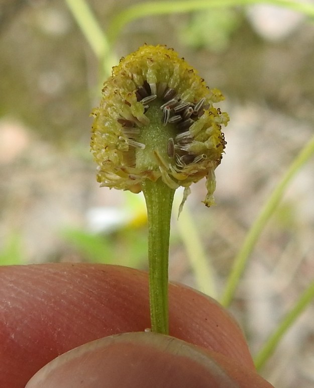 Matricaria chamomilla - kamomillasaunion mykeröpohjus on tukisuomuton, joten se näyttää lähes sileältä. Hedelmä on vaalea tai ruskehtava pohjuspähkylä, joka on tavallisesti noin 1-1,3 mm pitkä ja noin 0,3-0,4 mm leveä. Sen kovera sisäsivu on harjuinen. Ulkosivu on kupera, harjuton ja öljytäplätön. Pähkylöiden kärjessä on hyvin vähäinen pallerengasmainen pappus tai se puuttuu. EH, Janakkala, Harviala, taimitarha-alue Harvialantien ja Harvialan kartanoon vievän tien kulmauksessa, 27.7.2022. Copyright Hannu Kämäräinen.