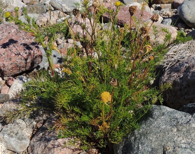 Tripleurospermum maritimum subsp. maritimum - etelänmerisaunion aluslehdet ja alimmat varsilehdet ovat ruodilliset ja ylemmät lehdet ruodittomat. Aluslehtien lapa on ulkokehältään soikeahko ja kahdesta kolmeen kertaan kapealiuskainen. Se on tavallisesti noin 2-5 cm pitkä ja leveimmältä kohtaa noin 1-2,5 cm leveä. Kukintavaiheessa aluslehdet ovat - toisin kuin kuvassa - usein jo lakastuneet. V, Parainen, Houtskari, Mossala, koilliskärki, Tännelsvik-merenlahden ranta, Brokkil, aallonmurtajakivikko, 18.7.2016. Copyright Hannu Kämäräinen.