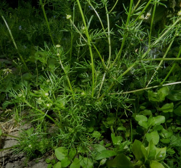 Matricaria chamomilla - kamomillasaunion alemmat varsilehdet ovat ruodilliset ja ylemmät ruodittomat. Kaikki lehdet ovat hyvin kapealiuskaiset. EH, Hattula, Lepaa, puutarhaoppilaitos, Taimistontien ja hautausmaan välinen peltokaista, 2.7.2012. Copyright Hannu Kämäräinen.