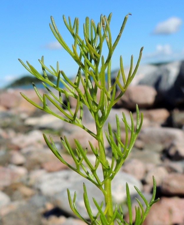 Tripleurospermum maritimum subsp. maritimum - etelänmerisaunion lehtien uloimmat liuskat ovat möyheähköt, tasasoukat ja valtaosin pyöreähkökärkiset. Ne ovat yleensä noin 2-5 mm pitkät ja noin 0,3-0,5 mm leveät. V, Parainen, Houtskari, Mossala, koilliskärki, Tännelsvik-merenlahden ranta, Brokkil, aallonmurtajakivikko, 18.7.2016. Copyright Hannu Kämäräinen.