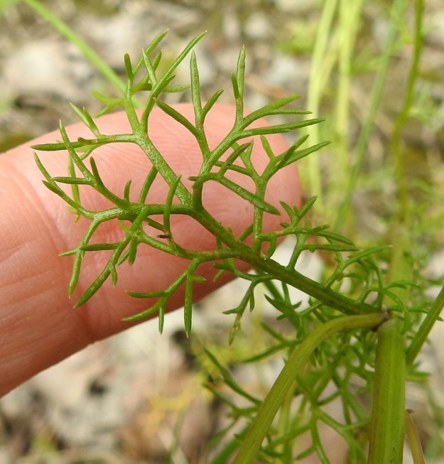 Matricaria chamomilla - kamomillasaunion lehdet ovat latvaosaa lukuun ottamatta kaksi tai kolme kertaa rihmamaisen kapealiuskaiset. Lapa on tavallisesti noin 1-6 cm pitkä ja leveimmältä kohtaa noin 0,5-3 cm leveä. Uloimmat liuskat ovat litteät tai liereät, tasasoukat ja usein lyhyesti otakärkiset. Ne ovat useimmiten noin 2-10 mm pitkät ja noin 0,2-0,7 mm leveät. EH, Janakkala, Harviala, taimitarha-alue Harvialantien ja Harvialan kartanoon vievän tien kulmauksessa, 27.7.2022. Copyright Hannu Kämäräinen.