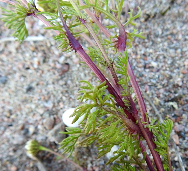 Tripleurospermum maritimum subsp. maritimum - etelänmerisaunio on useimmiten kokonaan kalju. Ruodittomien varsilehtien keskiranka on tyveä kohti levenevä ja tyvestään leveästi varteen kiinnittynyt. U, Hanko, niemen eteläpuolen merenranta, Kolaviken, itälaita, Stora Tallholmenin hiekkakannaksen länsiranta, 11.6.2021. Copyright Hannu Kämäräinen.