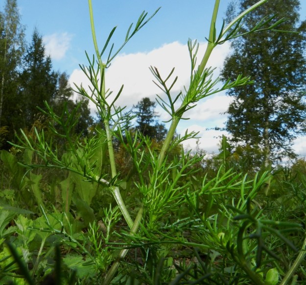 Matricaria chamomilla - kamomillasaunion latvaosan lehdet ovat useimmiten vain kertaalleen pariliuskaiset. EH, Janakkala, Harviala, taimitarha-alue Harvialantien ja Harvialan kartanoon vievän tien kulmauksessa, 9.9.2012. Copyright Hannu Kämäräinen.