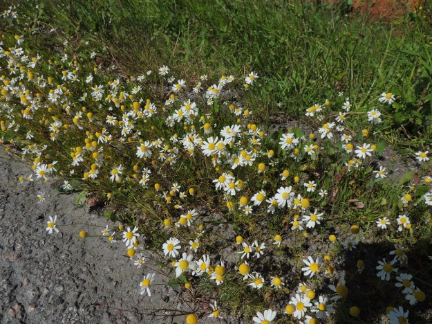 Matricaria chamomilla - kamomillasaunio on Suomessa muinaistulokas eteläisissä eliömaakunnissa. Enimmäkseen yksittäisiä uustulokashavaintoja on lähes kaikista muistakin eliömaakunnista. Kasvupaikkoina ovat lähinnä pellot, puutarhaviljelykset, uudisnurmikot, pihat, tienvarret ja joutomaat. V, Naantali, satamaan vievän Satamatien laide kallioseinämän kohdalla, 12.7.2014. Copyright Hannu Kämäräinen.