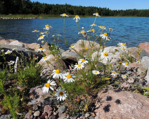 Tripleurospermum maritimum subsp. maritimum - etelänmerisaunio on nimensä mukaisesti sidoksissa meriympäristöön. Sen yksilöt ovat usein monivartisia. V, Parainen, Houtskari, Mossala, koilliskärki, Tännelsvik-merenlahden ranta, Brokkil, aallonmurtajakivikko, 18.7.2016. Copyright Hannu Kämäräinen.