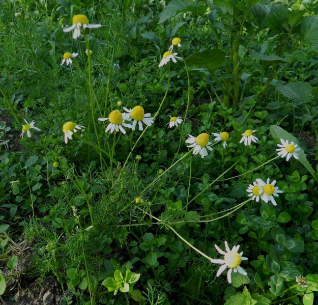 Matricaria chamomilla - kamomillasaunio on yksivuotinen, pysty tai koheneva ja yksi- tai monivartinen ruoho, joka on tavallisesti noin 10-60 cm korkea. Varsi haaroo usein jo tyveltä alkaen. EH, Hattula, Lepaa, puutarhaoppilaitos, Taimistontien ja hautausmaan välinen peltokaista, 2.7.2012. Copyright Hannu Kämäräinen.