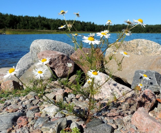 Tripleurospermum maritimum subsp. maritimum - etelänmerisaunio on kaksi- tai monivuotinen ja pysty tai koheneva sekä tavallisesti noin 15-30 cm korkea. Varsi on yleensä koko mitaltaan toistamiseen ja leveän harottavasti haarova. V, Parainen, Houtskari, Mossala, koilliskärki, Tännelsvik-merenlahden ranta, Brokkil, aallonmurtajakivikko, 18.7.2016. Copyright Hannu Kämäräinen.