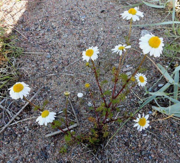 Tripleurospermum maritimum subsp. maritimum - etelänmerisaunion varret ovat vihreät tai usein punaruskeat. Kukintomykeröitä on vartta kohti yleensä alle kymmenen, mutta tyveltä alkaen voimakkaasti haarovissa varsissa mykerömäärä voi nousta suuremmaksikin. U, Hanko, niemen eteläpuolen merenranta, Kolaviken, itälaita, Stora Tallholmenin hiekkakannaksen länsiranta, 11.6.2021. Copyright Hannu Kämäräinen.