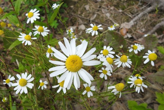 Matricaria chamomilla - kamomillasaunion kukintomykerö on kokonaisuudessaan tavallisesti noin 15-25 mm leveä. Siinä on valkokielellisiä laitakukkia tavallisesti noin 8-25 ja määrä vaihtelee isosti samassakin yksilössä. EH, Janakkala, Harviala, taimitarha-alue Harvialantien ja Harvialan kartanoon vievän tien kulmauksessa, 27.7.2022. Copyright Hannu Kämäräinen.