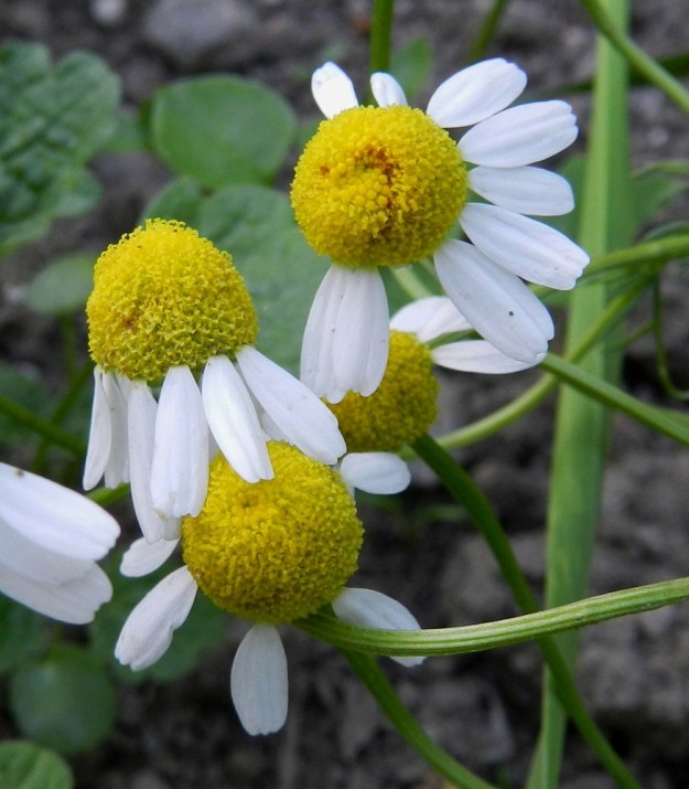 Matricaria chamomilla - kamomillasaunion laitakukkien kielimäiset kärkiosat kääntyvät pian alaviistoon. Ne jakautuvat toisinaan epätasaisesti tai toispuoleisesti. Pelkästään kehräkukkien muodostama mykerö on tavallisesti noin 5-10 mm leveä. Mykeröpohjus on ontto ja kupera. EH, Hattula, Lepaa, puutarhaoppilaitos, Taimistontien ja hautausmaan välinen peltokaista, 2.7.2012. Copyright Hannu Kämäräinen.