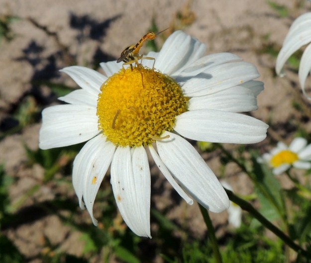 Tripleurospermum maritimum subsp. maritimum - etelänmerisaunion pelkkien keltaisten kehräkukkien muodostama mykerö on tavallisesti noin 10-15 mm leveä. Mykeröpohjus on täyteinen ja kukkiessaan kupera. Kehräkukat tarjoavat mm. pistiäisille mettä. Mykeröihin munitaan myös hyönteisjälkikasvua, joka toukkavaiheessa käyttää kukkia ja siitepölyä ravinnokseen ennen koteloitumistaan. U, Hanko, Täktom, Ryssholmen, Ryssholmintien eteläpäässä oleva uima- ja hiekkaranta-alue, 3.8.2013. Copyright Hannu Kämäräinen.