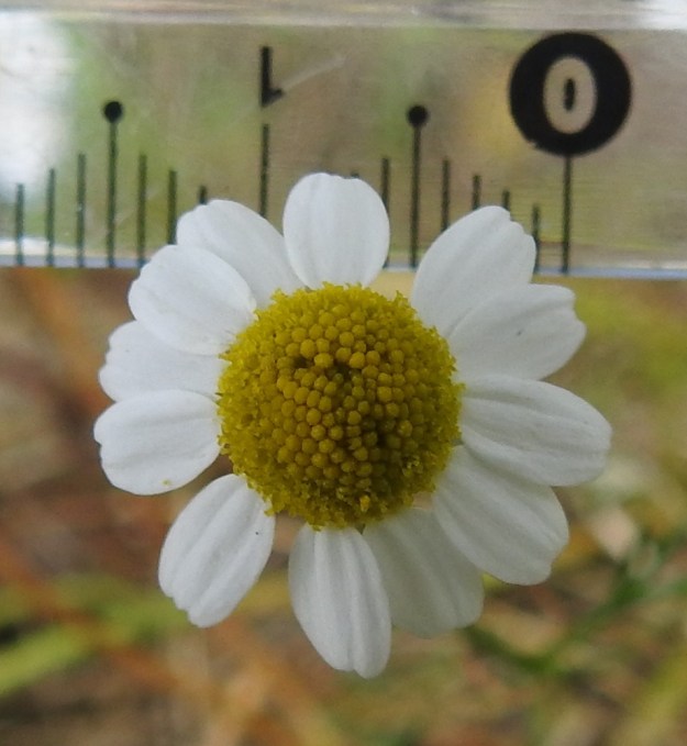 Matricaria chamomilla - kamomillasaunion pienten mykeröiden kokoluokkaa on vaikea kuvasta hahmottaa ilman viivoittimen apua. Kehräkukkien kukinta alkaa laidoilta edeten yhä korkeammaksi käyvää keskustaa kohden. Kuvan mykerössä valtaosa kukista on vielä nuppuasteella. EH, Janakkala, Harviala, taimitarha-alue Harvialantien ja Harvialan kartanoon vievän tien kulmauksessa, 27.7.2022. Copyright Hannu Kämäräinen.