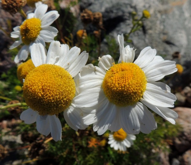 Tripleurospermum maritimum subsp. maritimum - etelänmerisaunion kehräkukkainen mykerö paisuu kukinnan lopulla pyöreän kekomaiseksi. Yksittäisiä kukkia on satoja. V, Parainen, Houtskari, Mossala, koilliskärki, Tännelsvik-merenlahden ranta, Brokkil, aallonmurtajakivikko, 18.7.2016. Copyright Hannu Kämäräinen.