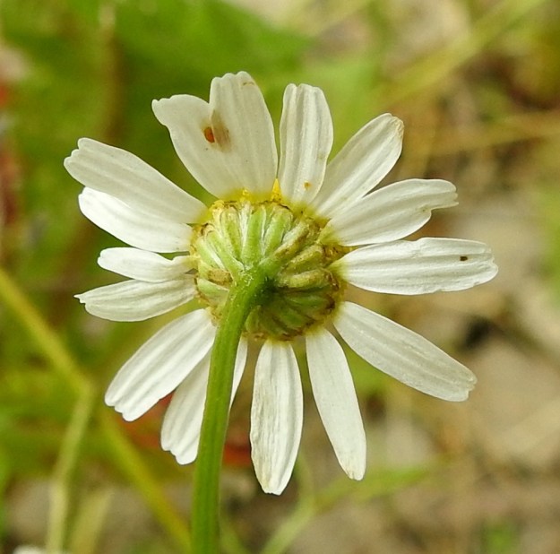 Matricaria chamomilla - kamomillasaunion kehtosuomut ovat lähes samanpituiset ja laidoiltaan vaalean tai lähes valkoisen kalvolaitaiset. Kärjen kalvolaide on usein laitoja leveämpi ja vaalea tai ruskehtava. Suomut ovat tavallisesti noin 2,5-3,5 mm pitkät ja leveimmältä kohtaa noin 1 mm leveät. Laitakukkien kielimäinen kärkiosa vaihtelee malliltaan tasasoukan suikeasta kapeansoikeahkoon. Se on yleensä noin 5-9 mm pitkä ja noin 1,5-3,5 mm leveä sekä kärjestään pienihampainen. EH, Janakkala, Harviala, taimitarha-alue Harvialantien ja Harvialan kartanoon vievän tien kulmauksessa, 27.7.2022. Copyright Hannu Kämäräinen.