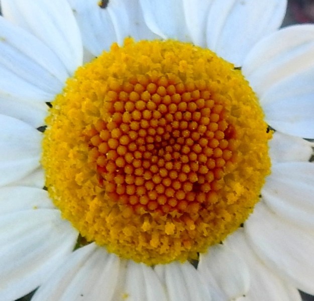 Tripleurospermum maritimum subsp. maritimum - etelänmerisaunion kehräkukkien kukinta etenee laidoilta keskustaa kohti. Kukkien kärkiosa on 1-1,3 mm pitkä ja päästään viisiliuskainen. Heteitä on viisi. Niiden keltaiset, tasasoukat ponnet ovat lieriömäisen yhdiskasvuisesti emin vartalon ympärillä. Emi on yksivartaloinen ja luotiltaan kaksiliuskainen. Heteet ja vartalo luotteineen nousevat teriönliuskoja pitemmiksi. U, Hanko, niemen eteläpuolen merenranta, Kolaviken, itälaita, Stora Tallholmenin hiekkakannaksen länsiranta, 11.6.2021. Copyright Hannu Kämäräinen.