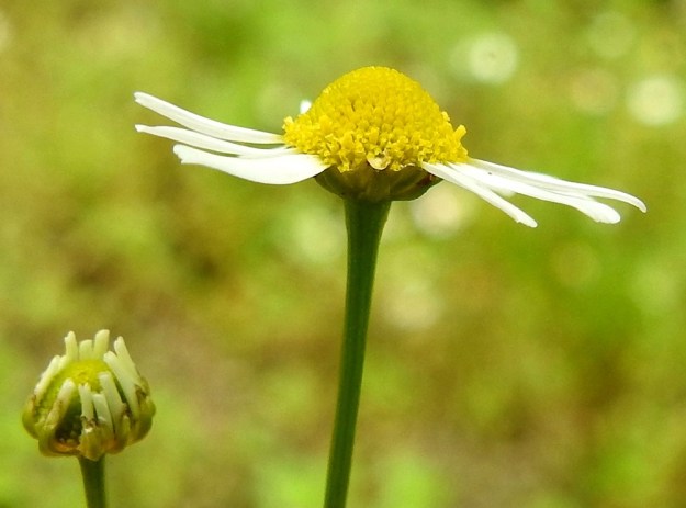 Matricaria chamomilla - kamomillasaunion kukintomykerö ei aluksi näytä lajille tunnusomaiselta. Kehräkukkainen mykerön ydinosa on kyllä selvästi kupera mutta vielä korkeuttaan leveämpi. Myös laitakukkien valkoiset kärkiosat ovat terhakkaasti vaakatasossa. EH, Janakkala, Harviala, taimitarha-alue Harvialantien ja Harvialan kartanoon vievän tien kulmauksessa, 27.7.2022. Copyright Hannu Kämäräinen.