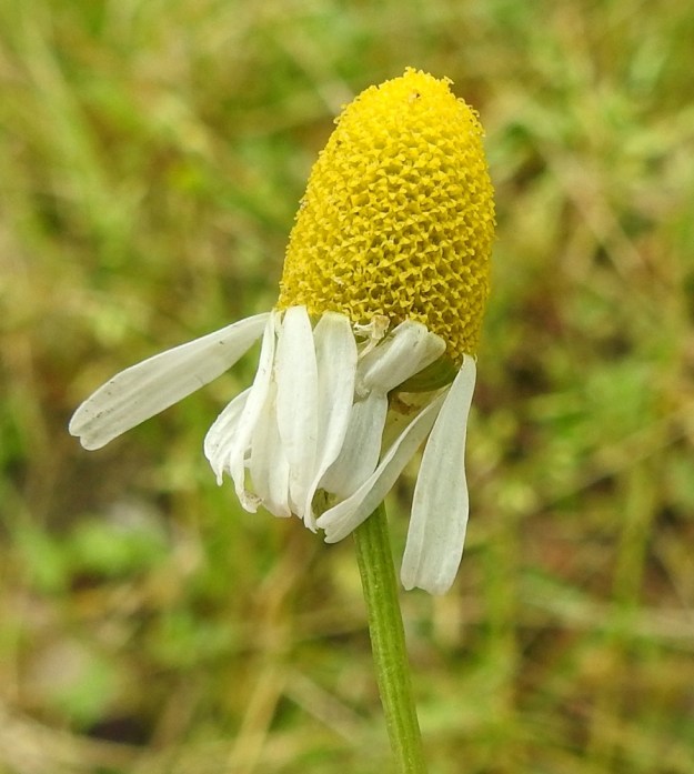 Matricaria chamomilla - kamomillasaunion mykerön kukinnan edetessä loppuvaiheeseensa, jolloin keskimmäisetkin kehräkukat ovat auki, mykeröpohjus on paisunut korkeaksi ja kapeaksi keoksi, joka on noin puolitoista kertaa leveyttään korkeampi. Kielikukkien laiteet ovat tehneet jo tehtävänsä ja riippuvat tarpeettoman näköisinä ennen karisemistaan. EH, Janakkala, Harviala, taimitarha-alue Harvialantien ja Harvialan kartanoon vievän tien kulmauksessa, 27.7.2022. Copyright Hannu Kämäräinen.