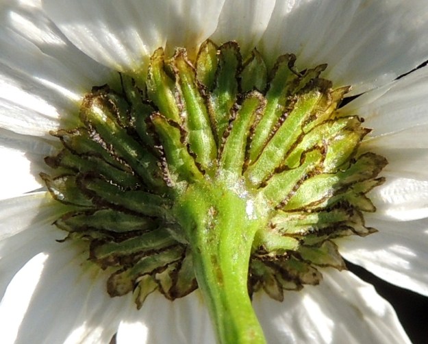 Tripleurospermum maritimum subsp. maritimum - etelänmerisaunion kehtosuomut ovat useimmiten kolmena tai neljänä rivinä. Ne ovat eripituiset, lähinnä kapean kielimäiset ja leveähkösti ruskean tai lähes mustan kalvolaitaiset. Suomut ovat tavallisesti noin 4-6 mm pitkät ja noin 1,5-2 mm leveät. U, Hanko, Täktom, Långören, niemeen johtava kapea hiekkakannas Kattrumpan-merenlahden rannalla, 3.8.2013. Copyright Hannu Kämäräinen.
