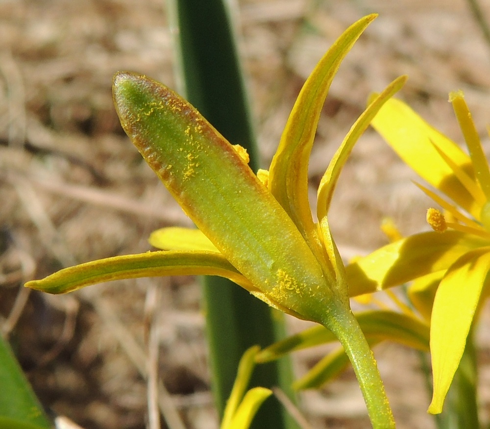 Gagea lutea - isokäenrieskan kehälehdet ovat tyveen saakka erilliset. Ulkopinnaltaan ne ovat vaihtelevasti vihertävät tai kellanvihreät. 25.4.2015. Copyright Hannu Kämäräinen.