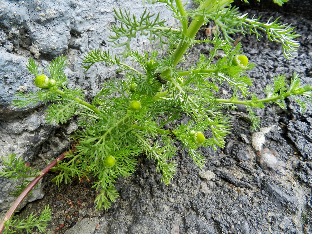 Matricaria discoidea - pihasaunion lehdet ovat vihreät tai vaaleanvihreät. Lehtilapa on ulkokehältään kapean soikeahko tai kapean vastapuikea. Varsinaista lehtiruotia ei yleensä voi osoittaa, sillä liuskoittuminen alkaa tyveltä saakka. Lehti on tavallisesti noin 1,5-7 cm pitkä ja leveimmältä kohtaa noin 0,8-3 cm leveä. EH, Hämeenlinna, keskusta, Raatihuoneen pihan seinusta, 24.6.2012. Copyright Hannu Kämäräinen.