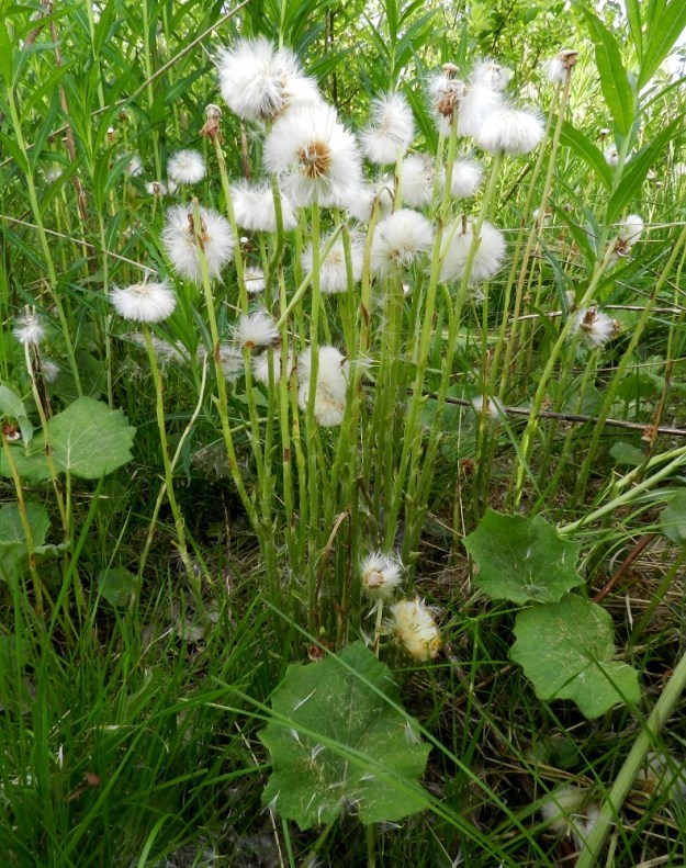 Tussilago farfara - leskenlehden hedelmävaiheessa varsi oikenee pystyyn, jolloin versolla on korkeutta useimmiten noin 30-40 cm. Tässä vaiheessa uudet kasvulehdet alkavat nousta näkyviin. EH, Hämeenlinna, Luolaja, Alaspään maneesin eteläpuolinen joutomaa-alue Aleksis Kiven tien ja Hierontien välissä, 31.5.2012. Copyright Hannu Kämäräinen.