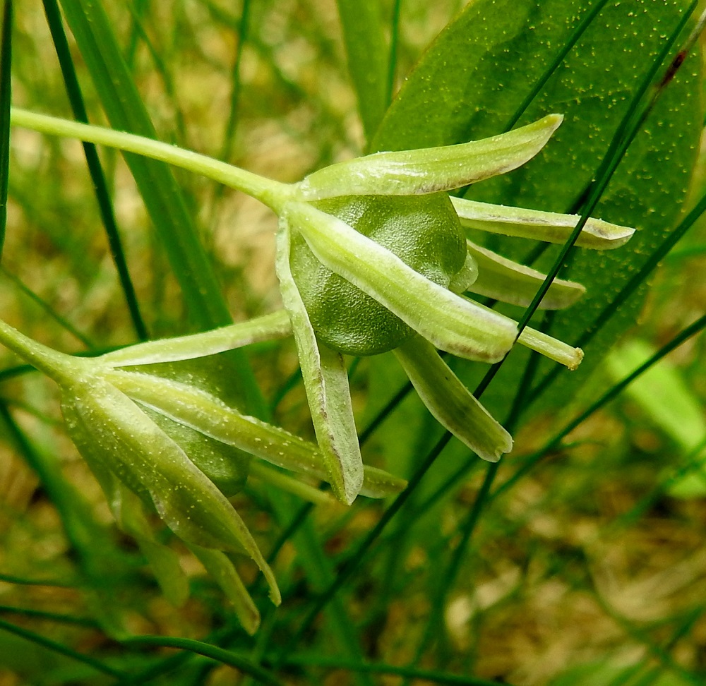Gagea lutea - isokäenrieskan hedelmä on sikiäimestä paisuva ja paikalleen jäävien kehälehtien ympäröimä, pyöreähkö kota. Se on tavallisesti noin 8-10 mm pitkä ja noin 6-8 mm leveä. EH, Hämeenlinna, Loimalahti, Hirsimäki, Näsiäntien laitanurmi, 20.5.2021. Copyright Hannu Kämäräinen.