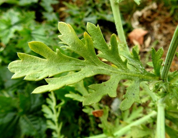 Glebionis coronaria - kruunusuvikakkaran lehtilapa on ulkokehältään soikeahko tai vastapuikea sekä useimmiten kaksi kertaa pariliuskainen. Se on yleensä noin 1,5-9 cm pitkä ja leveimmältä kohtaa noin 0,5-5 cm leveä. EH, Hämeenlinna, Poltinaho, liikenneympyräalue, 8.8.2019. Copyright Hannu Kämäräinen.