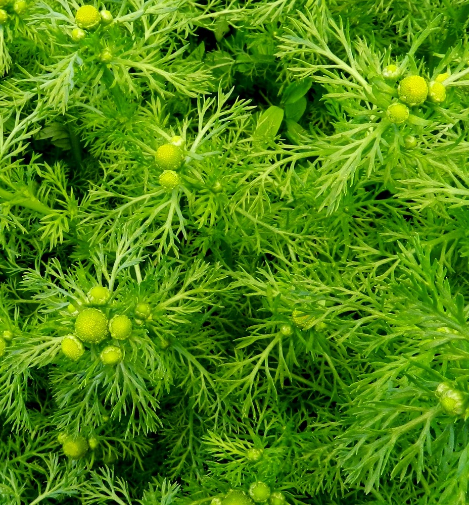 Matricaria discoidea - pihasaunion lehdet ovat yhdestä kolmeen kertaan hyvin kapealiuskaiset. Uloimmat liuskat ovat litteät, tasasoukat tai kapeansuikeat ja teräväkärkiset sekä usein lyhyesti otapäiset. Ne ovat useimmiten noin 2-8 mm pitkät ja noin 0,3-2 mm leveät. EH, Hämeenlinna, Pullerinmäki, Mäkelän teollisuusalue, korjaamorakennuksen piha-alue Mäkeläntien varressa, 26.6.2011. Copyright Hannu Kämäräinen.