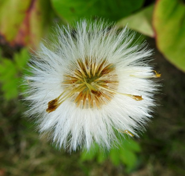 Tussilago farfara - leskenlehden hedelmä on kapean lieriömäinen ja kellanruskea pohjuspähkylä, joka on tavallisesti noin 3-4 mm pitkä. Sen kärjessä on valkoisista hapsihaivenista muodostunut, noin 10-15 mm pitkä pappus, joka auttaa pähkylöitä leviämään tuulen mukana. Kehräkukkien tyviosa pitenee moninkertaiseksi nostaen kuihtuneen teriön korkealle. Kehräkukkien tyvelle ei pähkylöitä kehity. EH, Hämeenlinna, Loimalahti, Hirsimäki, omakotialue, Näsiäntien varren pihamaa, 29.5.2022. Copyright Hannu Kämäräinen.