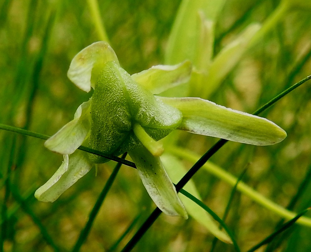 Gagea lutea - isokäenrieskan hedelmä on kolmilokeroinen ja sivuttaisesta pyöreydestään huolimatta kolmikulmainen. Se avautuu lokerosaumoistaan. Emin vartalo pysyy yleensä kodan avautumiseen saakka paikoillaan. EH, Hämeenlinna, Loimalahti, Hirsimäki, Näsiäntien laitanurmi, 20.5.2021. Copyright Hannu Kämäräinen.