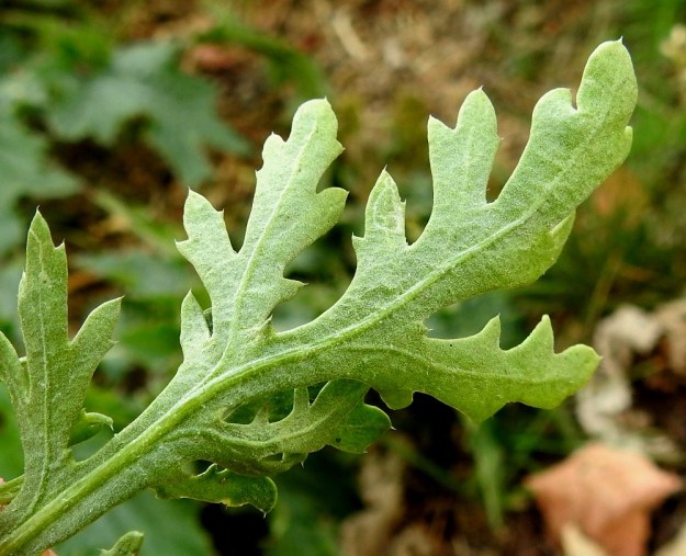 Glebionis coronaria - kruunusuvikakkaran lehtilavan uloimmat liuskat ovat suikeahkot, kapeanpuikeat tai pienimmillään hammasmaiset ja litteät sekä otakärkiset. Ne ovat tavallisesti noin 2-10 mm pitkät ja noin 1-4 mm leveät. Liuskoissa voi olla myös otapäisiä laitahampaita. EH, Hämeenlinna, Poltinaho, liikenneympyräalue, 8.8.2019. Copyright Hannu Kämäräinen.