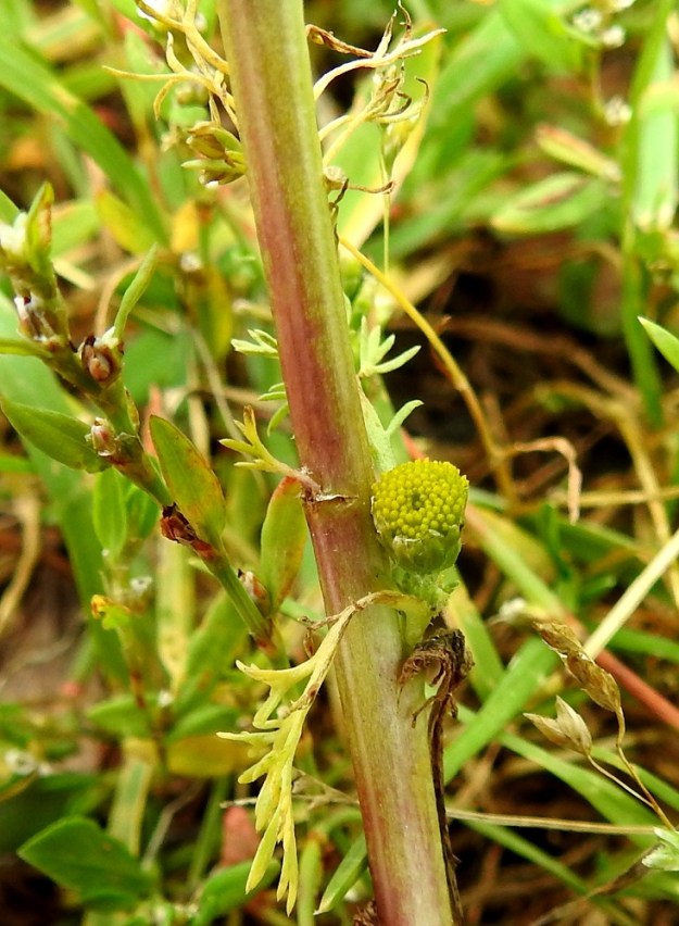 Matricaria discoidea - pihasaunio on kalju tai latvaosastaan, mykeröstön alta lyhytkarvainen. Varsi on tanakka, liereä ja enemmän tai vähemmän matalaharjuinen. EH, Hämeenlinna, Loimalahti, Hirsimäki, Metsälammentien ja Maahisentien jatkeena lähtevän kävelytieuran kulmaus, 29.7.2021. Copyright Hannu Kämäräinen.
