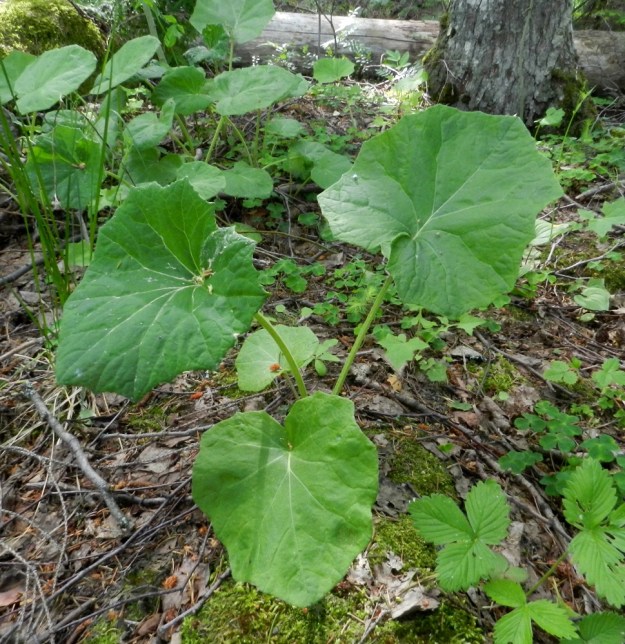Tussilago farfara - leskenlehden lehdet ovat pitkäruotiset ja leveän herttamaiset tai munuaismaiset. Lapa on päältä vihreä, nuorena jossain määrin karvainen ja pian kaljuuntuva. Täysikasvuinen lapa on tavallisesti noin 10-20 cm pitkä ja leveimmältä kohtaa suunnilleen pituutensa levyinen. Ruoti on useimmiten ainakin lavan mittainen. U, Loviisa, Pernaja, Strömslandintien varrella oleva Hormnäs, Hormnäsfjärdenin rantametsikön laide, 20.6.2012. Copyright Hannu Kämäräinen.