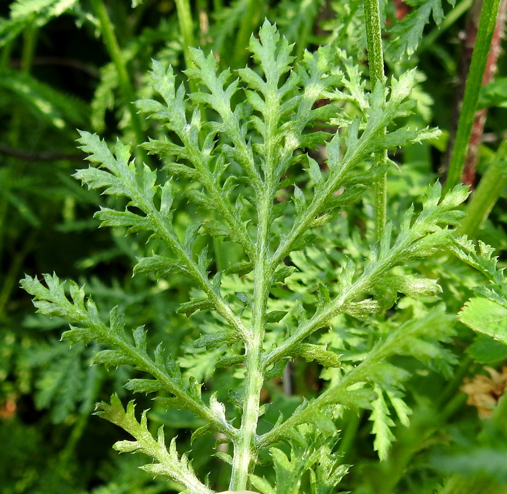 Cota tinctoria - keltasauramon lehdet ovat alapuolelta yläpintaa tiheämmin karvaiset. Uloimmat liuskat ovat tavallisesti noin 1-6 mm pitkät ja noin 0,5-2 mm leveät. Alemmissa lehdissä liuskat ovat usein, kuten kuvassa, otapäisen hammaslaitaiset. U, Vantaa, Hakkila, Honkanummentieltä Lahdenväylän itäpuolta etelään lähtevän kevyenliikenteenväylän laitaruohikko, 1.7.2019. Copyright Hannu Kämäräinen.