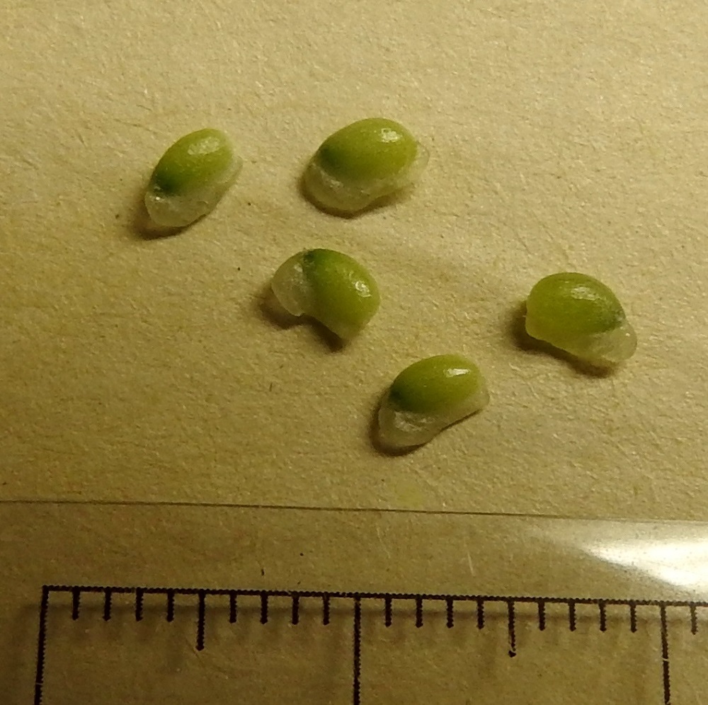 Gagea lutea - isokäenrieskan siemenet ovat lähes munamaiset ja niissä on vaalea rasvalisäke, elaiosomi. Sen kanssa siemenet ovat noin 3-4 mm pitkät ja noin 2-2,5 mm leveät. EH, Hämeenlinna, Loimalahti, Hirsimäki, Näsiäntien laitanurmi, 29.5.2023. Copyright Hannu Kämäräinen.
