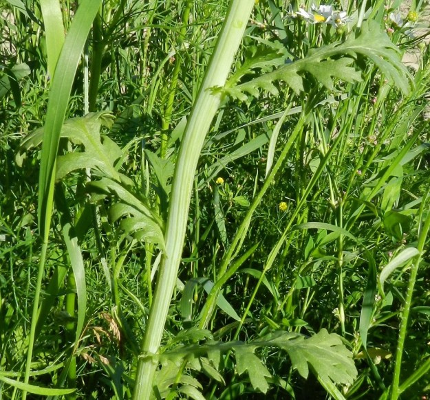 Glebionis coronaria - kruunusuvikakkaran lehdet ovat varrella kierteisesti. Ne ovat jokseenkin ruodittomat ja varren keski- ja yläosassa puolisepivät. Varsi on matalasärmäinen ja vihreä tai tyviosastaan punaruskea. St, Pori, Reposaari, eteläpää, Lontoo, uimaranta, länsilaita pitkän aallonmurtajan tyvellä. Copyright Hannu Kämäräinen.
